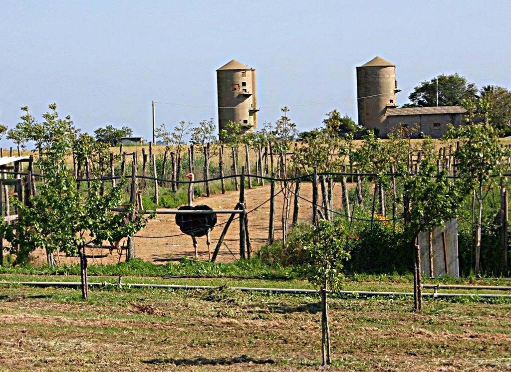 B&B Corte Degli Struzzi Pescia Romana Zewnętrze zdjęcie